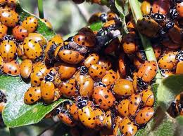 Introducing Ladybugs to Your Garden