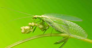 Attracting Lacewings for Natural Pest Control