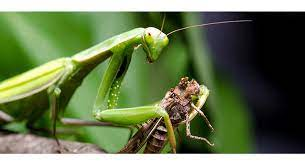 Utilizing Praying Mantises as Beneficial Predators
