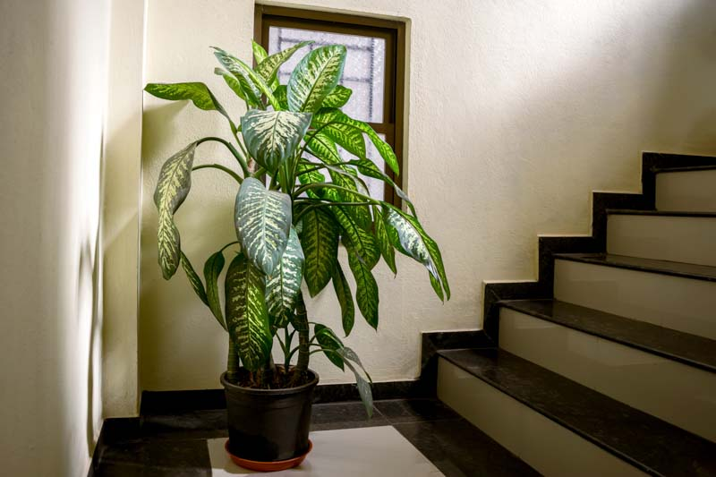 Decorative Options for Displaying Your Dumb Cane