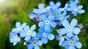 Forget-Me-Not Care: Ensuring Floral Success