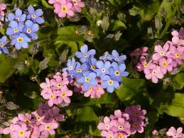 Choosing the Right Location for Forget-Me-Not Flowers