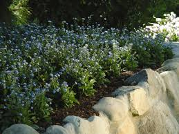 Mulching Techniques for Forget-Me-Nots
