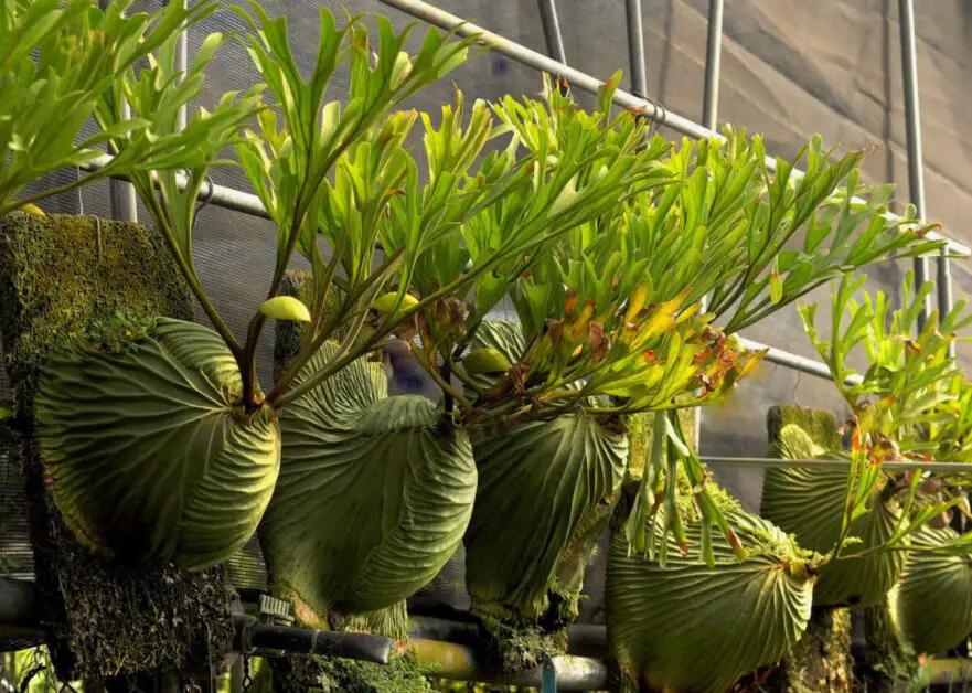 Displaying Your Staghorn Fern