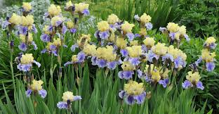 Bearded Iris: A Perennial Rainbow for Gardens