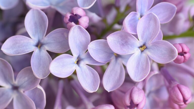 Lilac Cultivation: Fragrant Blooms in Your Garden