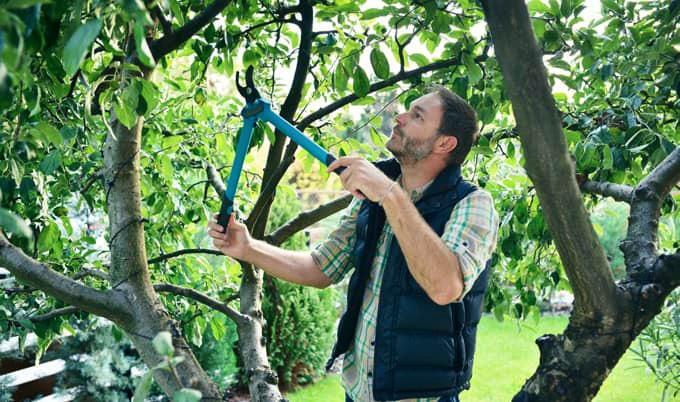 How to Prune Established Fruit Trees
