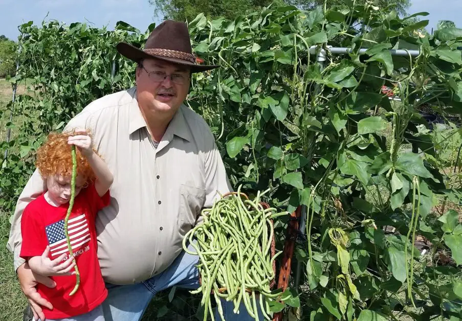 Harvesting Yardlong Beans at the Right Time