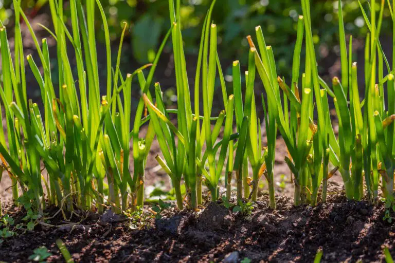 Chive Cultivation: Easy Steps for Onion-Flavored Herbs