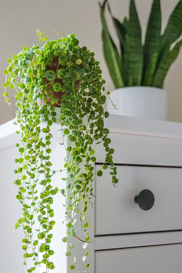 Creative Ways to Display Peperomia Plants