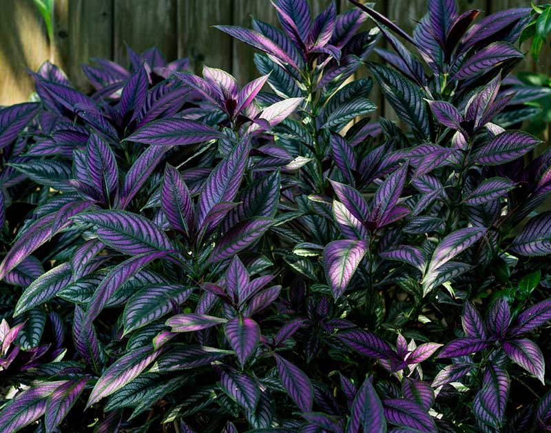 Ideal growing conditions for Persian Shield plant