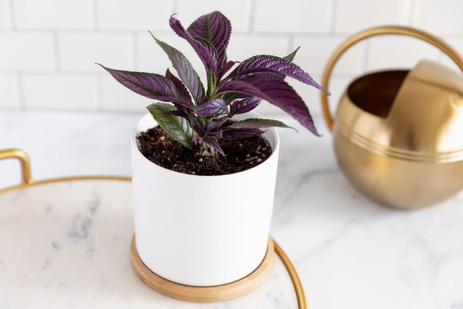 How to repot Persian Shield plant