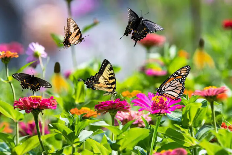 Butterfly Garden Design: 15 Essential Tips