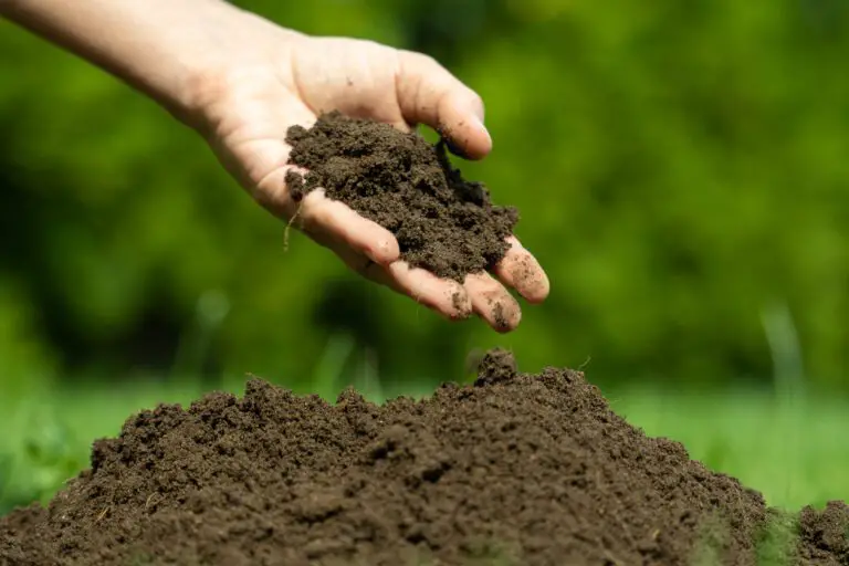 Understanding Soil: A Comprehensive Introduction