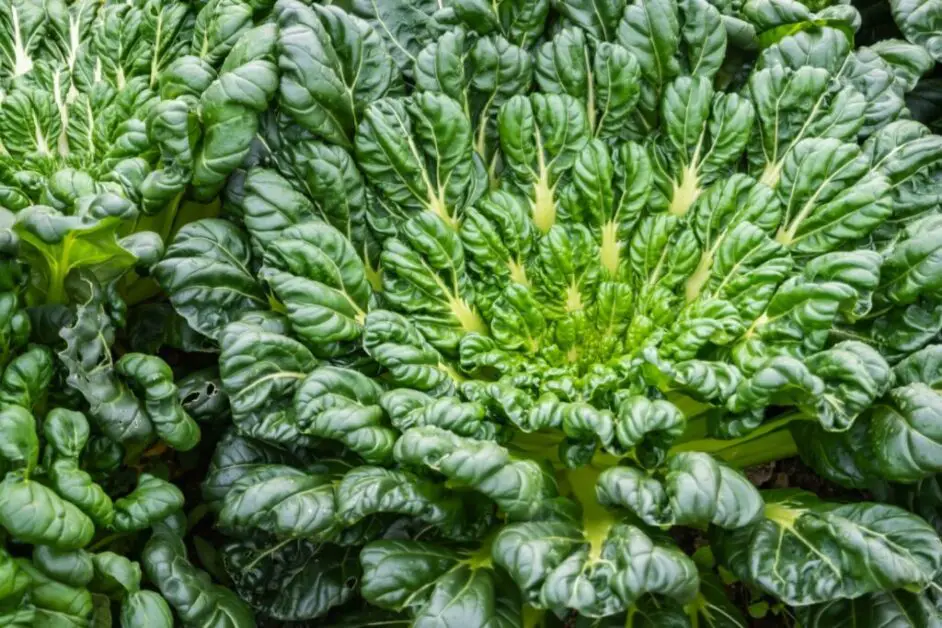 Tatsoi Cultivation: The Unique Spoon-Shaped Green