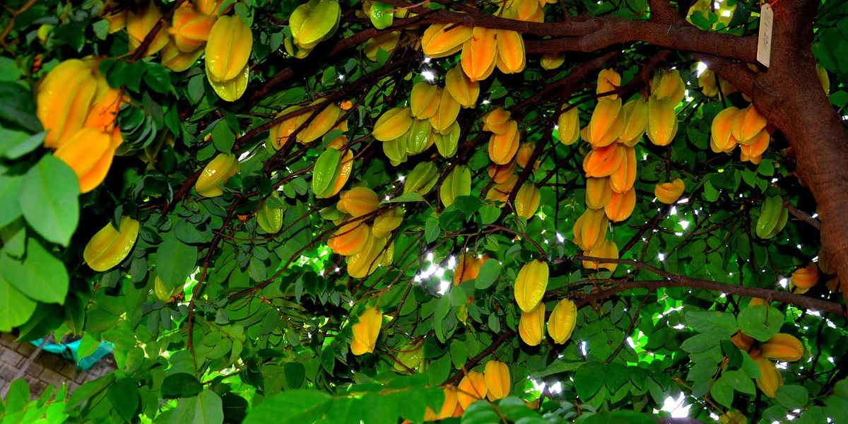Commercial Potential of Star Fruit Farming