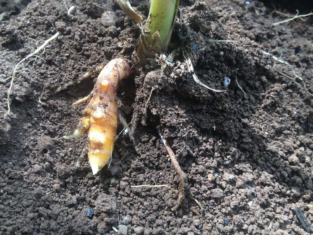 Planting Turmeric Rhizomes