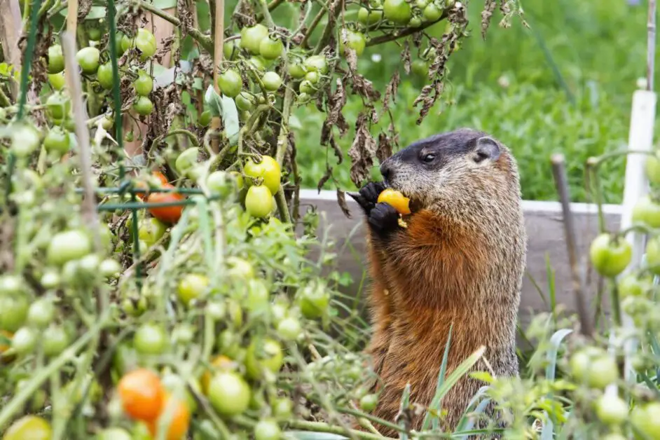 Signs of Wildlife Damage in Gardens