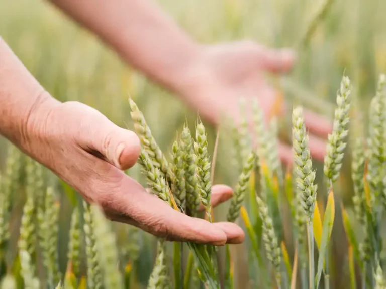 Growing Wheat Amidst the Climate Change