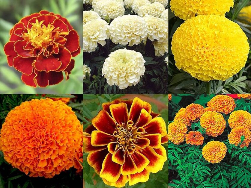 Popular varieties of Marigold Varieties