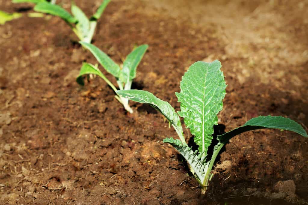 Planting Artichoke Seeds vs. Transplants: Which is Better?
