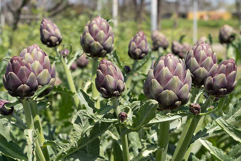 How to Choose the Right Variety of Artichokes for Your Garden