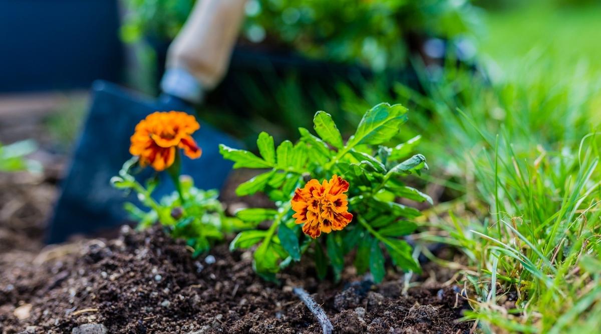 Best soil for Marigold Varieties