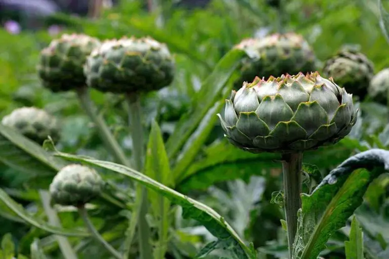 Cultivating Artichokes: A Spiky Delight in the Garden