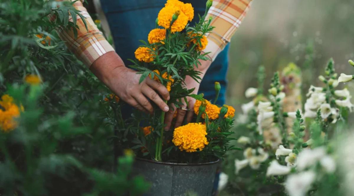 Harvesting marigold flowers