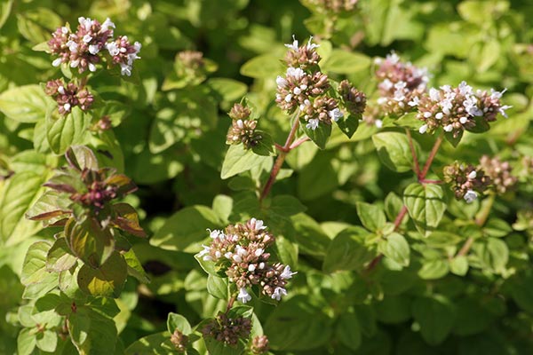 Marjoram Outdoor: A Versatile Herb for Your Outdoor Garden