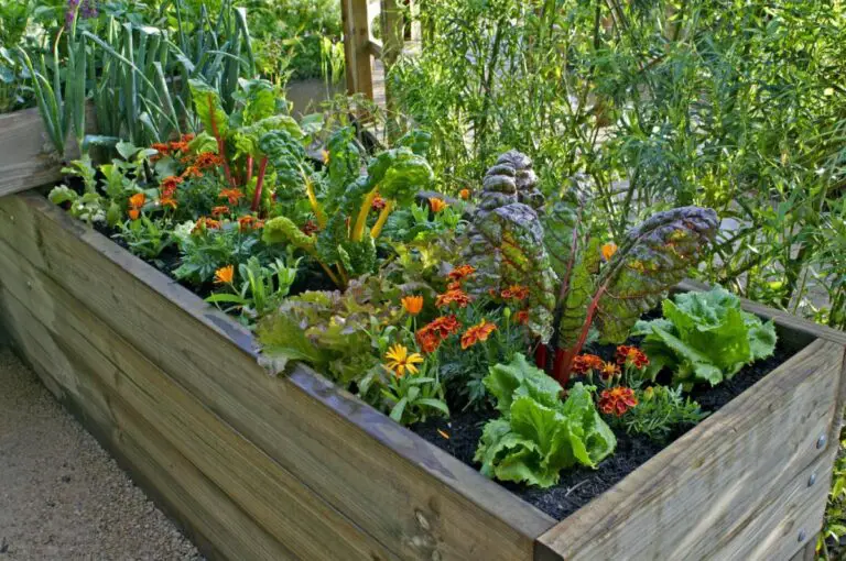 A Vegetable Gardening Guide: Best Preparing for Fall