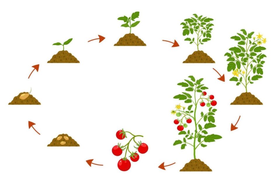 Understanding the Lifecycle of Tomato Plants