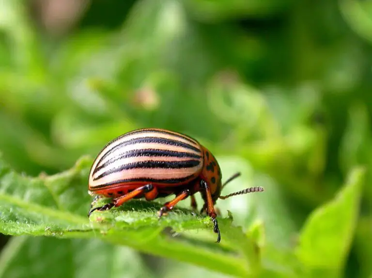 Identifying Common Garden Pests and Super Solutions