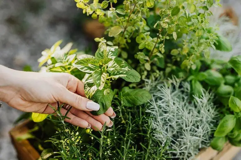 Companion Planting with Marjoram in Your Herb Garden