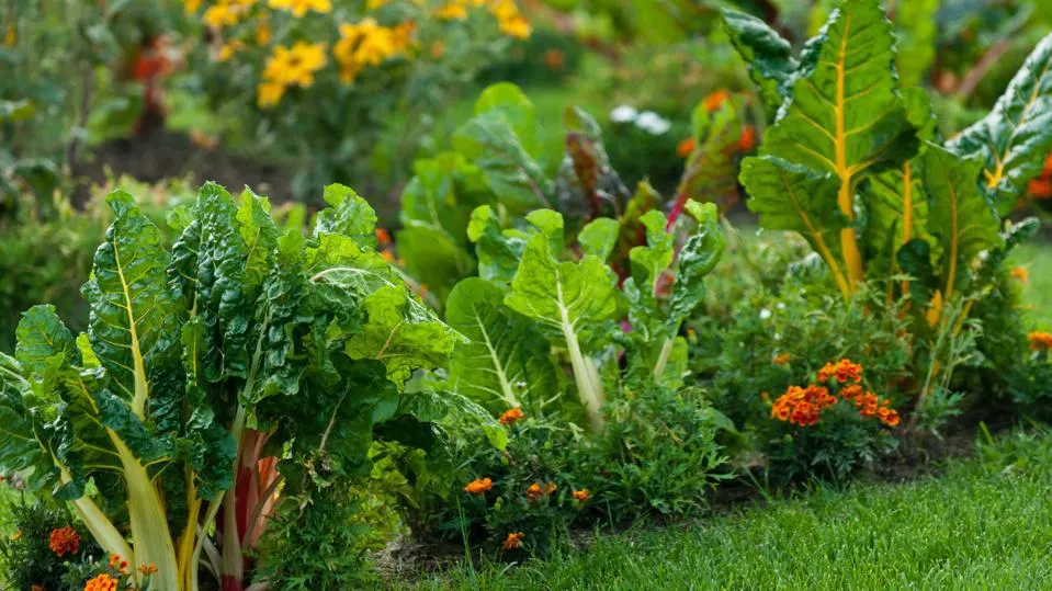 Choosing the Right Vegetable Gardening for Fall Planting