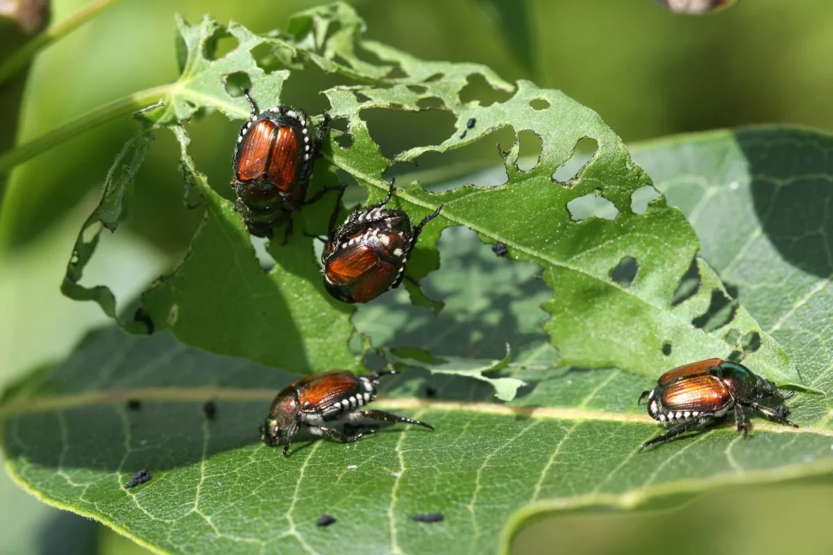 Common Signs of Pest Infestation in Gardens