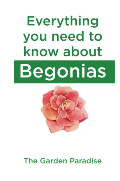 Begonias