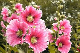 Cultivating Hollyhock: Beautiful Allies for Pollinators