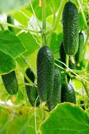 Benefits of Companion Cucumber Allies Planting