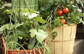 Companion Plants That Can Be Grown in Containers with Cucumbers