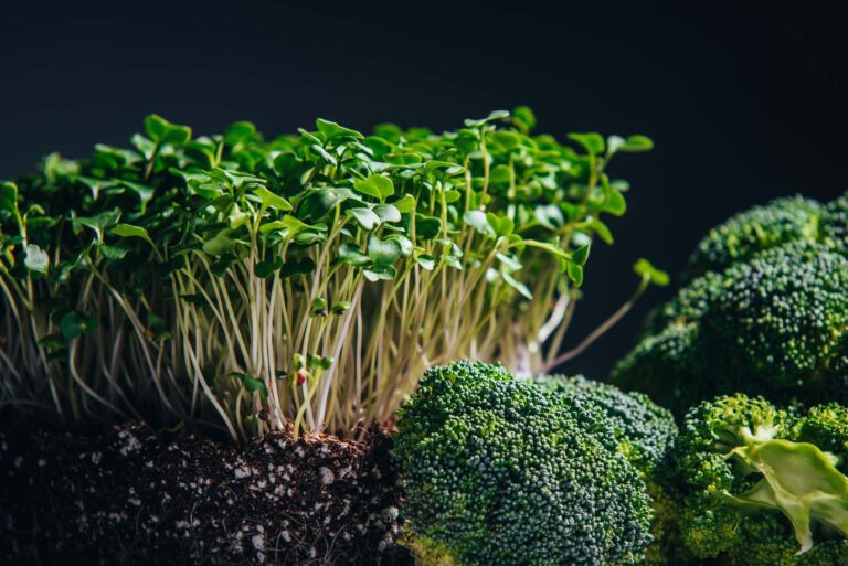Best Quick Guide to Cultivating Broccoli Microgreens