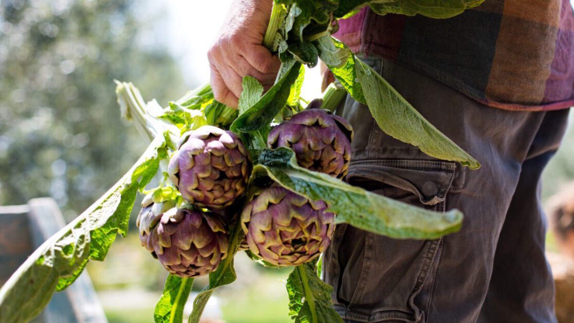 Harvesting Artichokes: When and How to Pick Them