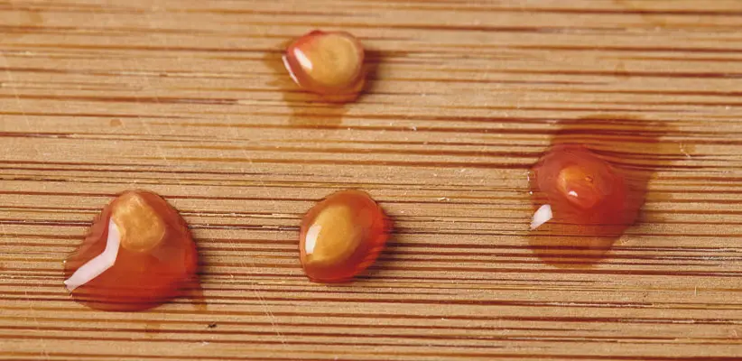 Preserving Tomato Seeds: A Perfect Guide for Future Harvests