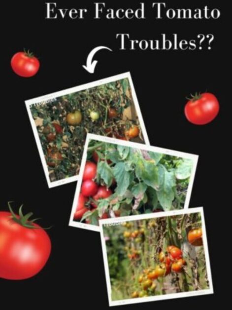 Ever Faced Tomato Troubles?