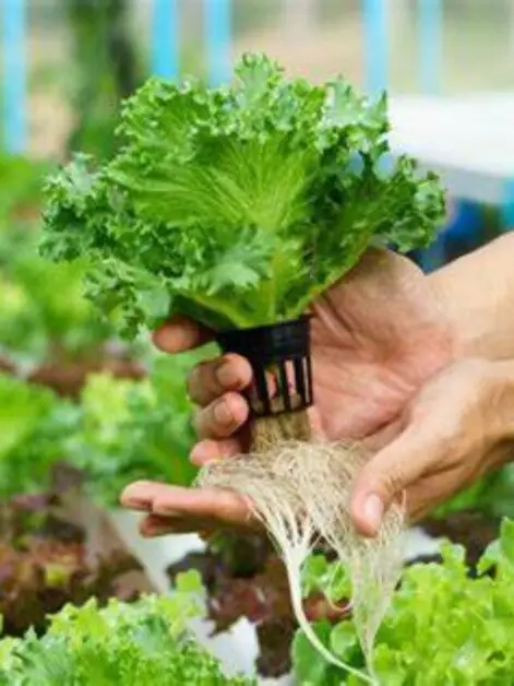 Hydroponics for Beginners, Your Guide to Effortless Gardening!!
