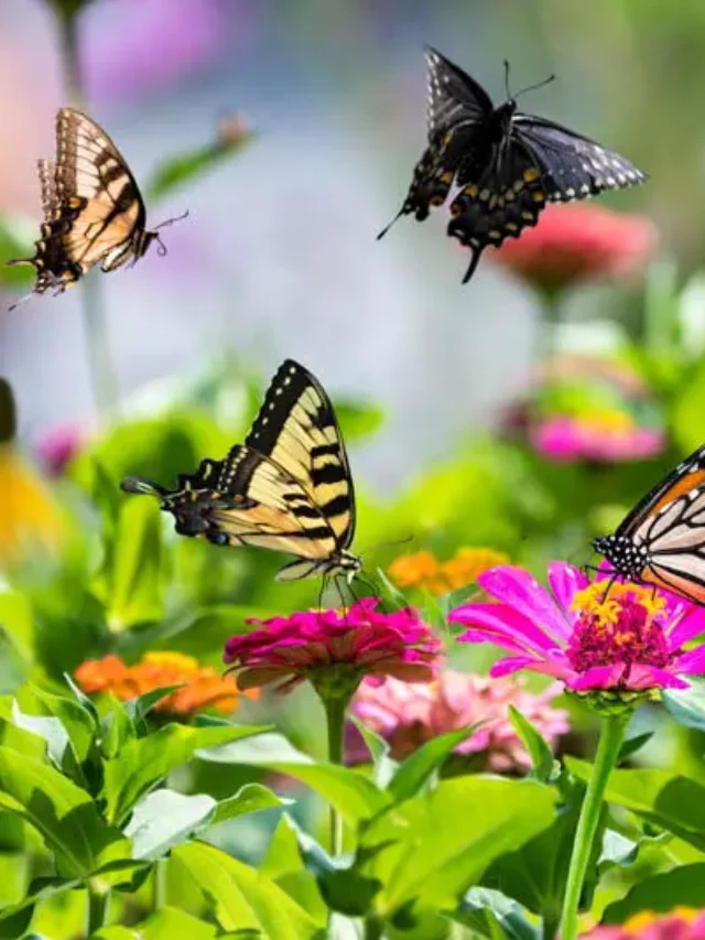 Create a lively life around you with us – Butterfly Garden Version