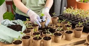 Transplanting Seedlings