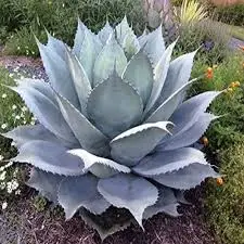 Perfect Nurturing Agave Ovatifolia: The Whale’s Tongue Succulent