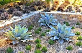 Selecting the Right Soil for Agave Ovatifolia