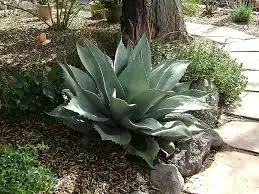 Sunlight Requirements for Agave Ovatifolia